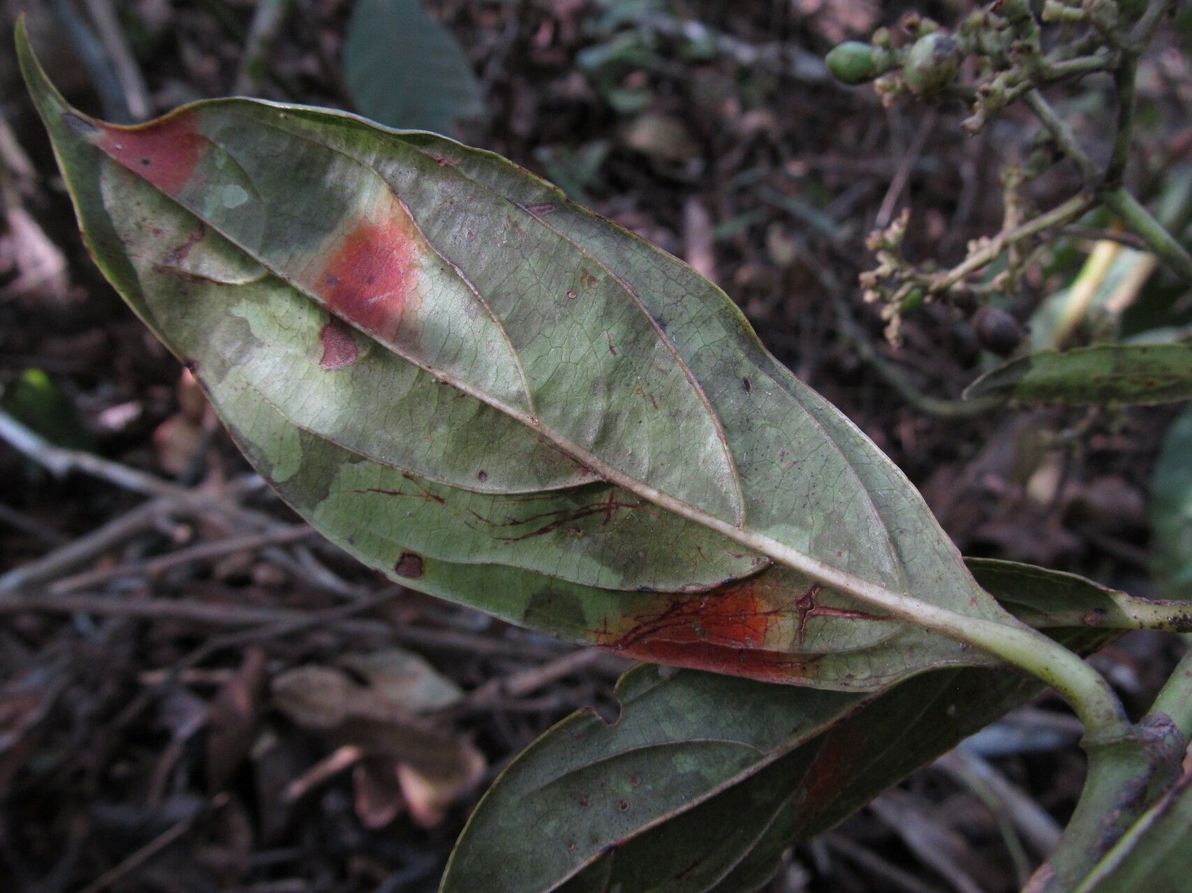Gaertnera paniculata — houseplant care guide