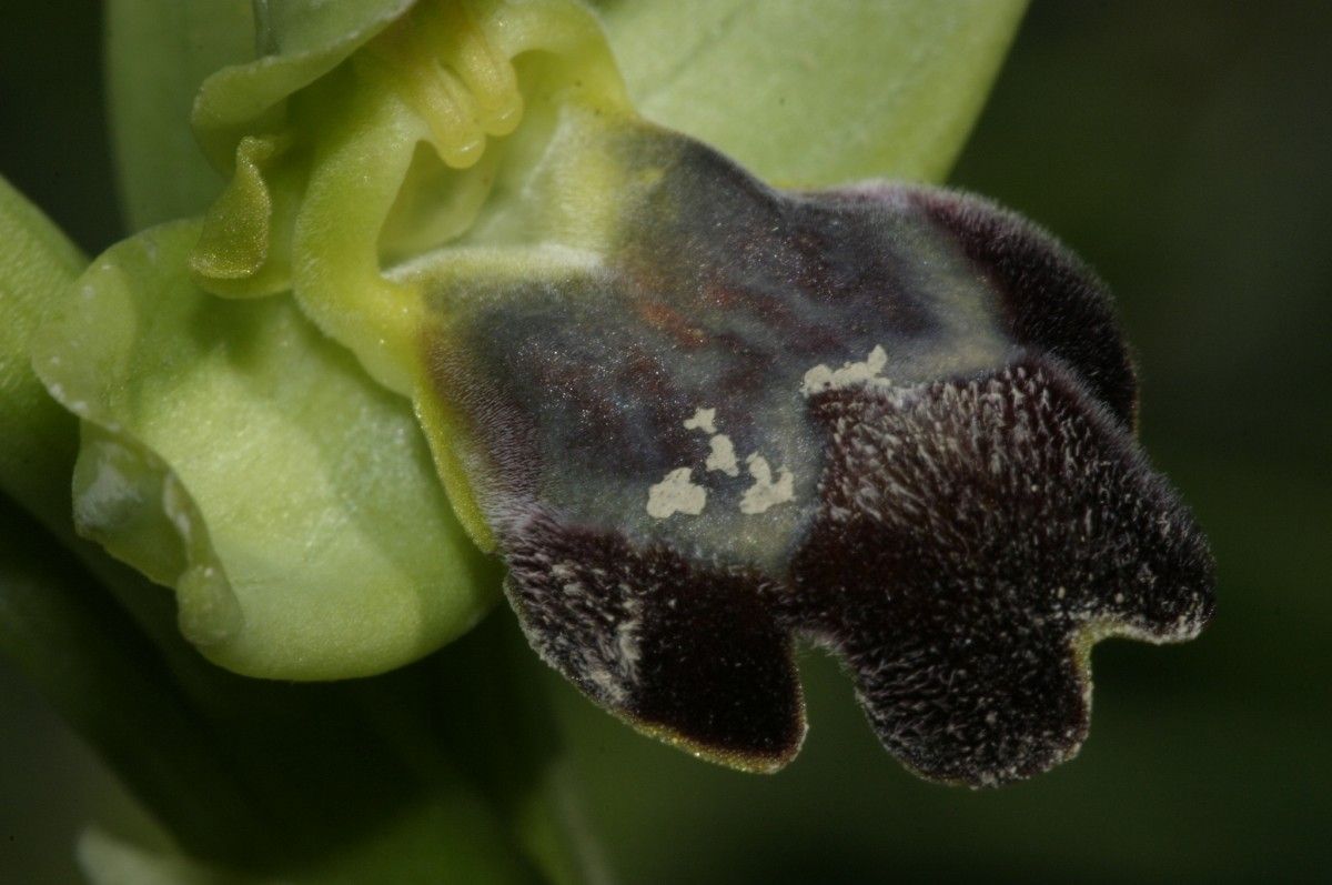 Ophrys fusca fruit