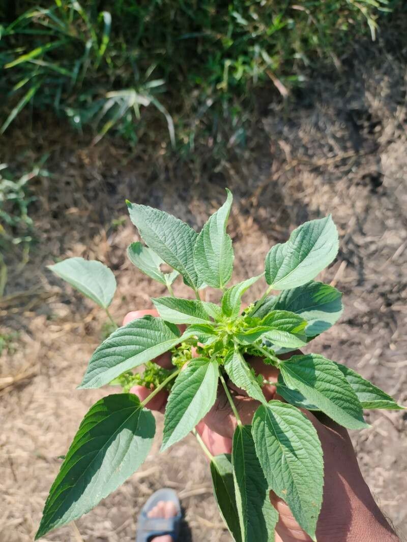 Acalypha ciliata leaf