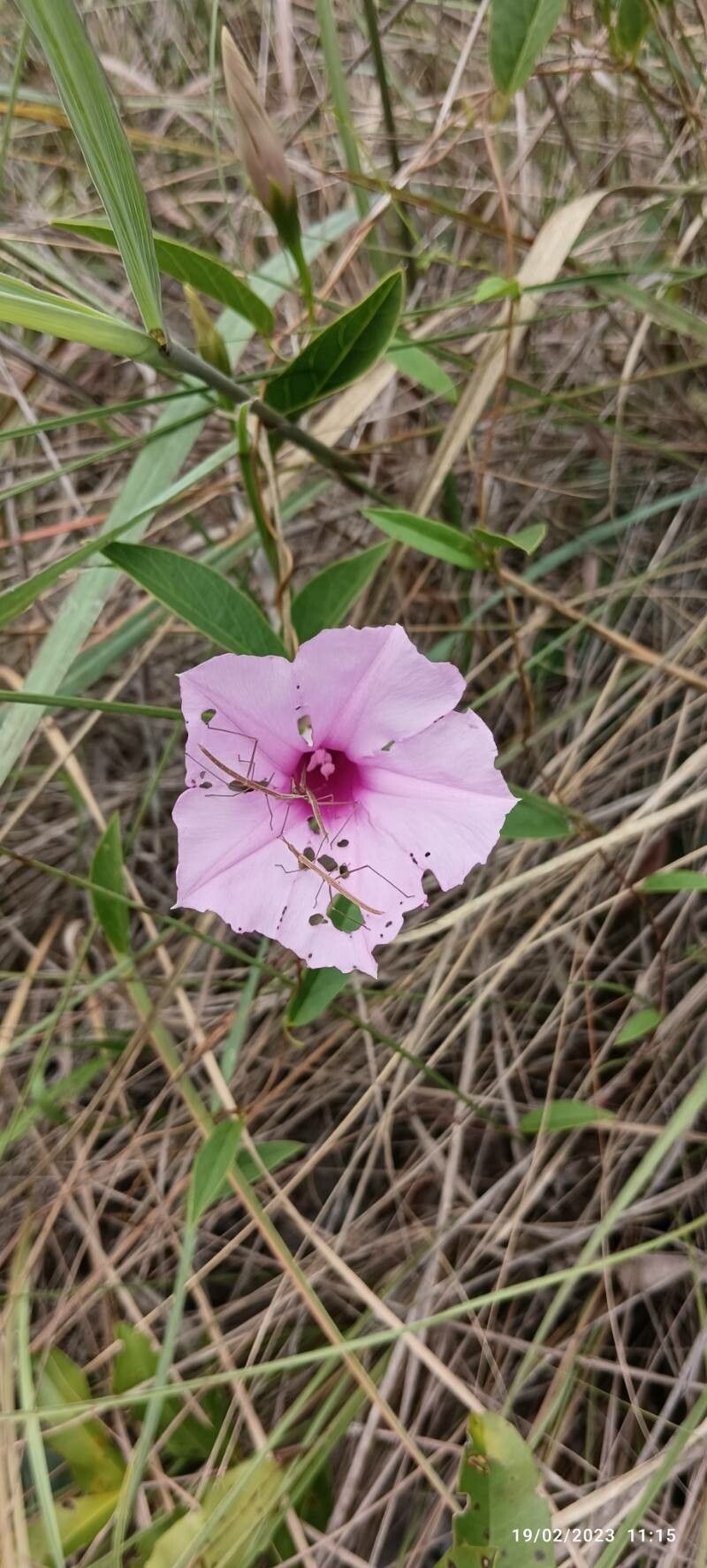 Ipomoea procumbens — houseplant care guide