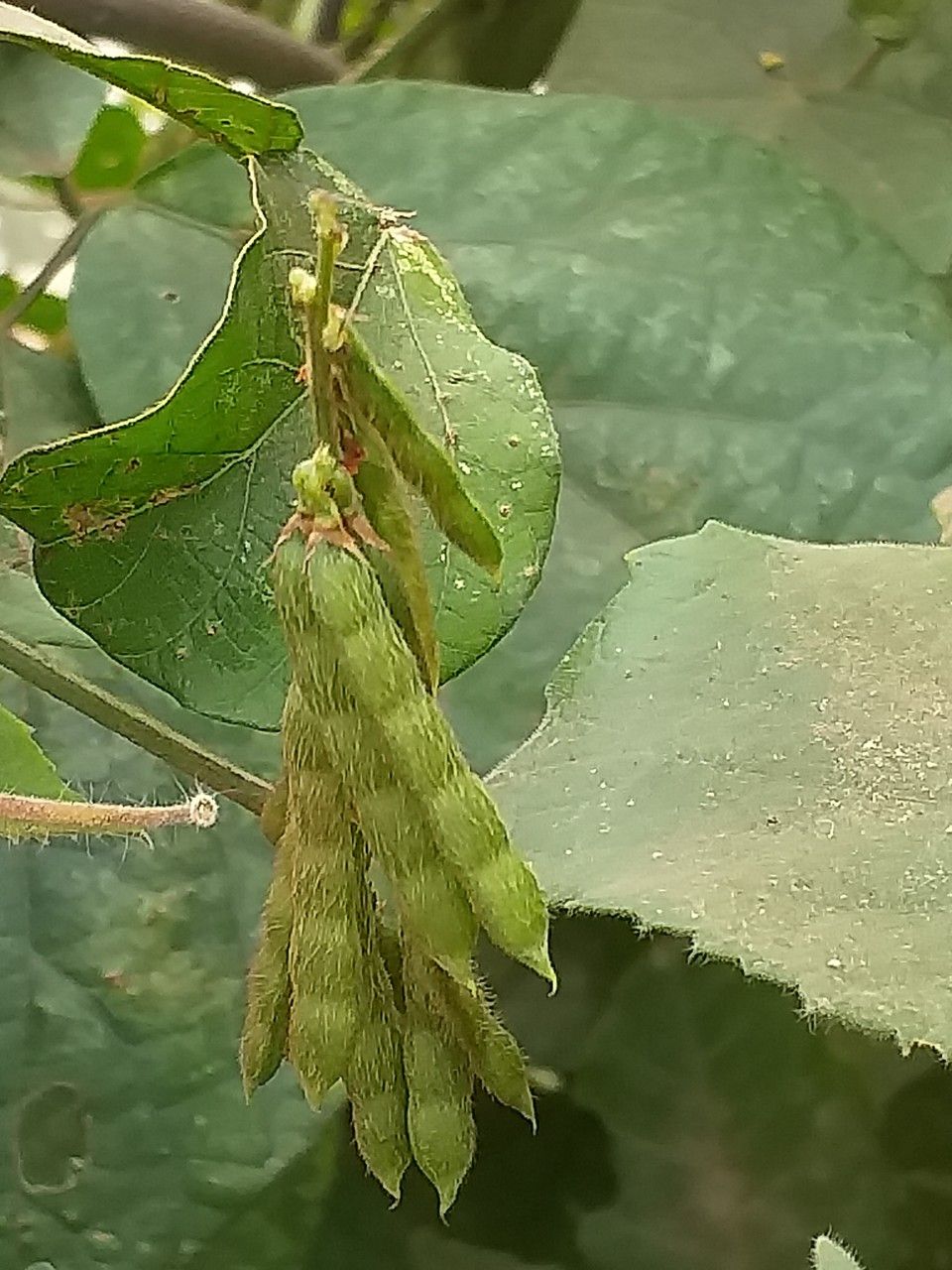 Desmodium incanum fruit