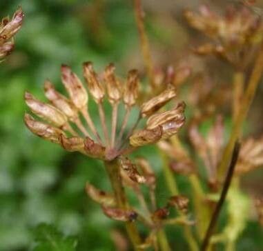 Coptis japonica fruit