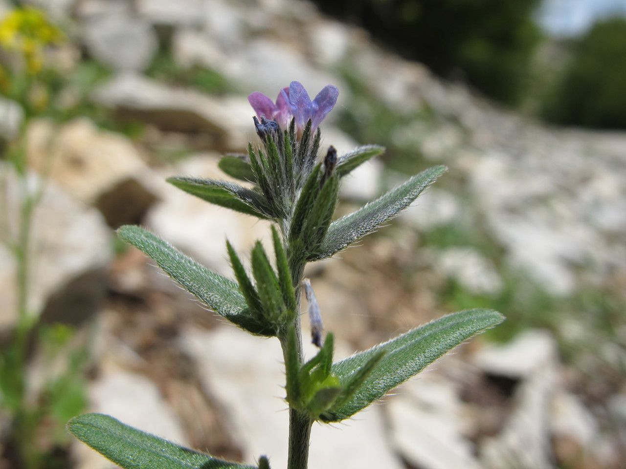 Buglossoides incrassata — related species from the same genus