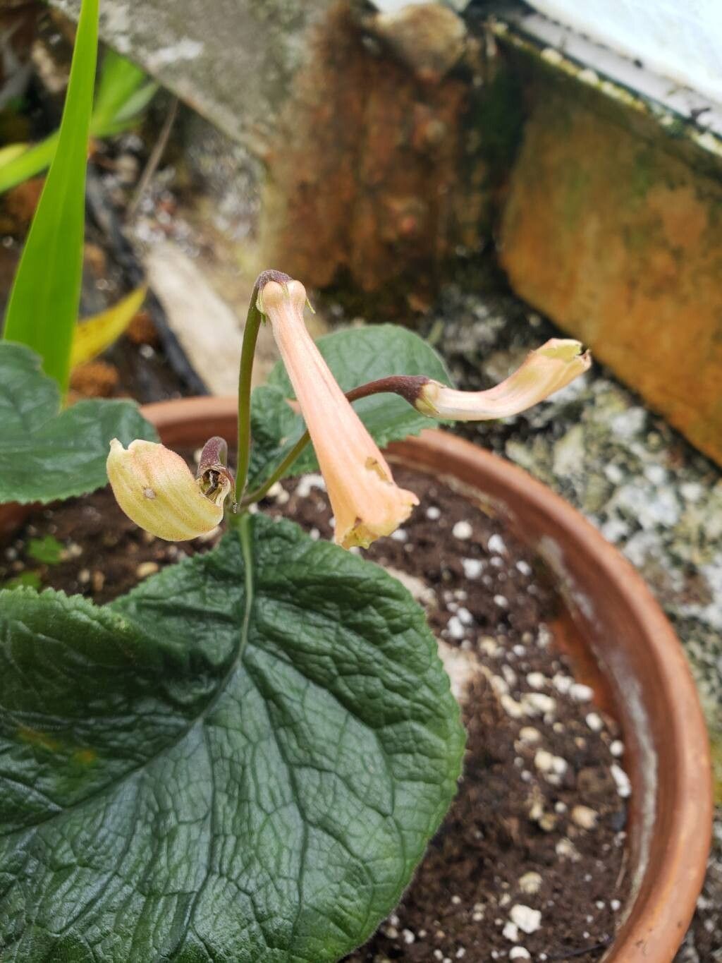 Sinningia calcaria flower