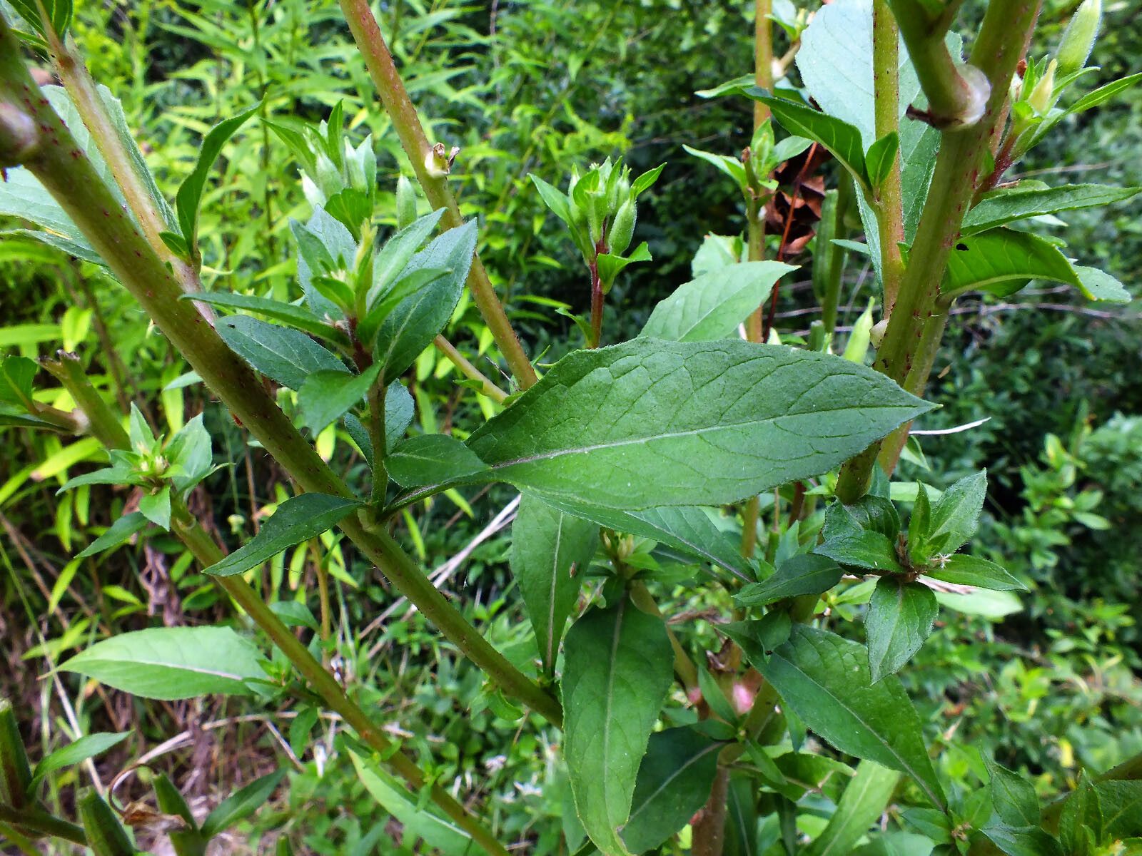 Oenothera rubricaulis — search result for 'Oenothera'