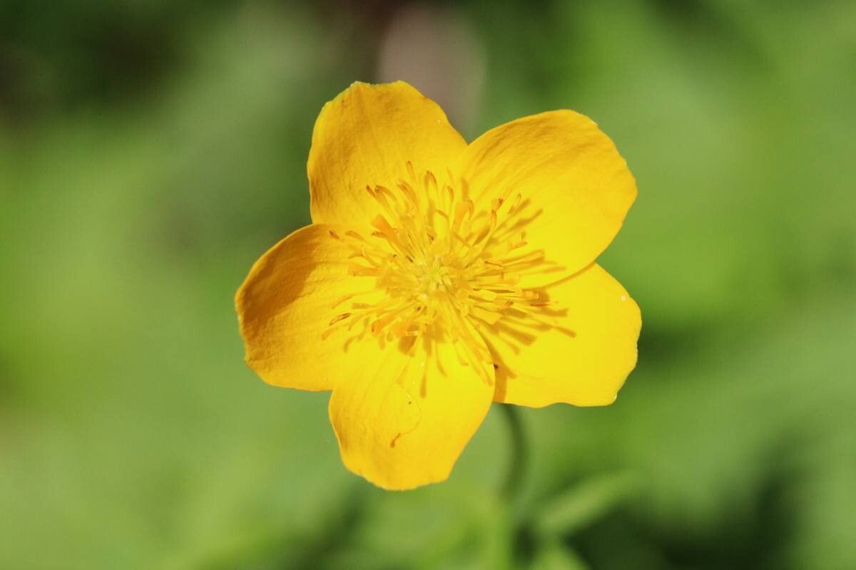 Trollius riederianus — search result for 'Trollius'