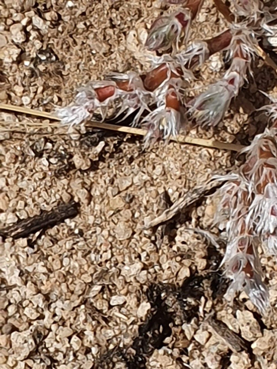 Portulaca wightiana other