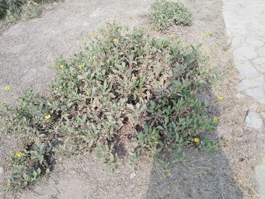 Encelia canescens other