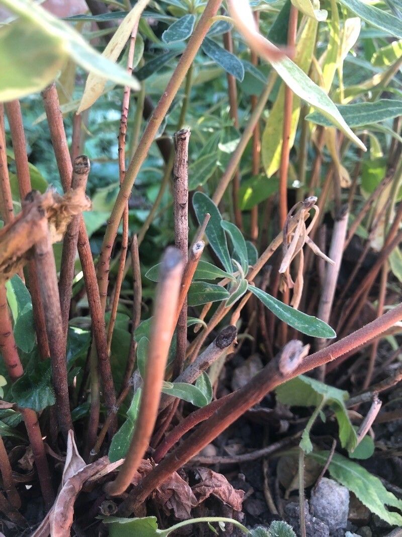 Euphorbia × martini bark