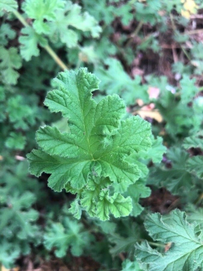 Pelargonium panduriforme — search result for 'Geraniaceae'