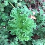 Pelargonium panduriforme