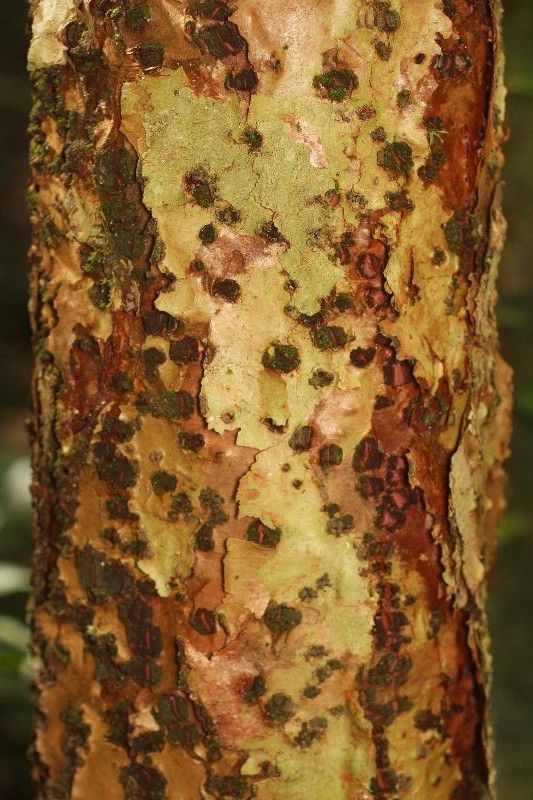 Abarema barbouriana — related species from the same genus