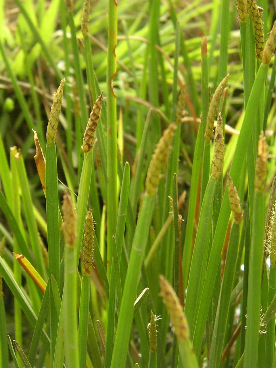 Eleocharis decoriglumis habit