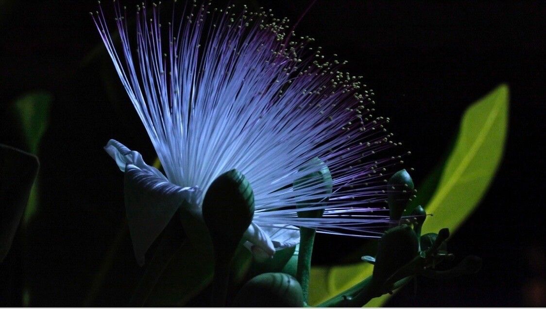 Barringtonia asiatica flower