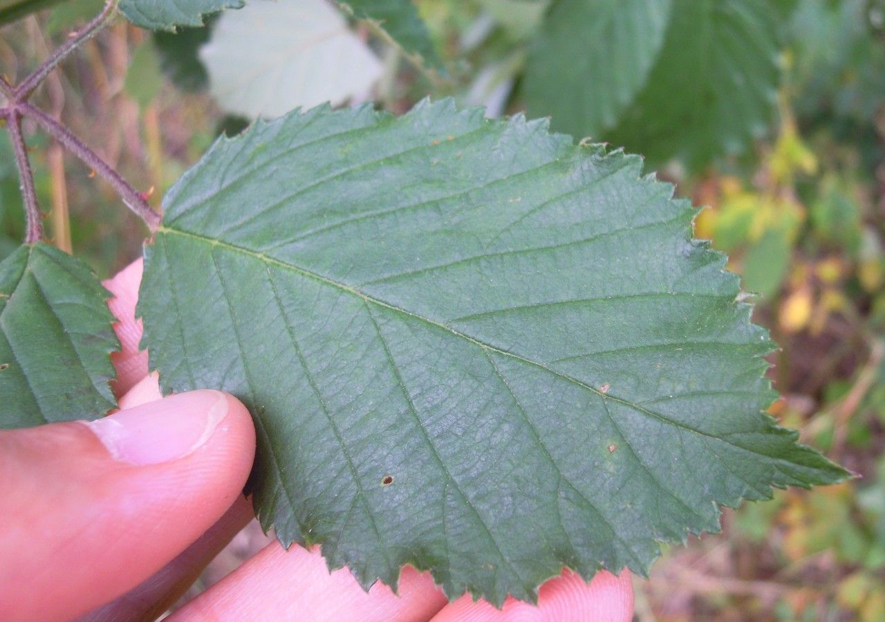 Rubus goniophorus — houseplant care guide