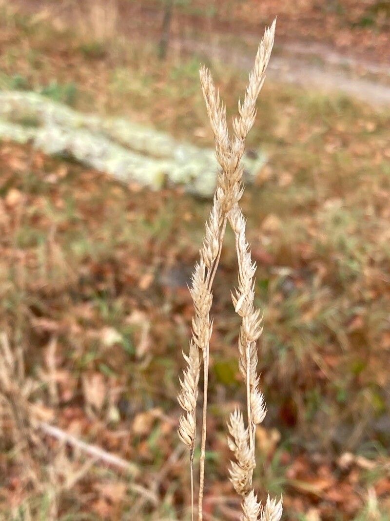 Agrostis exarata flower