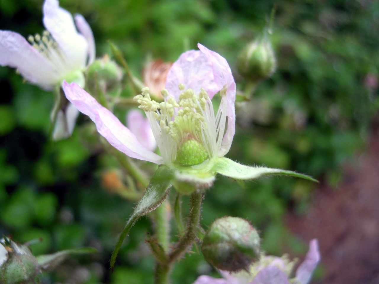 Rubus scabripes flower