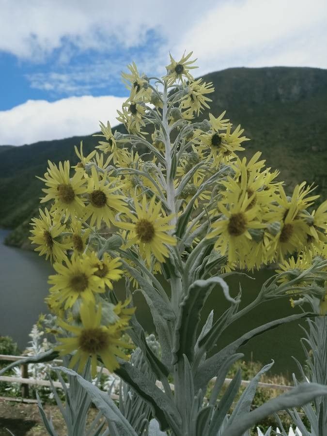 Senecio niveoaureus flower