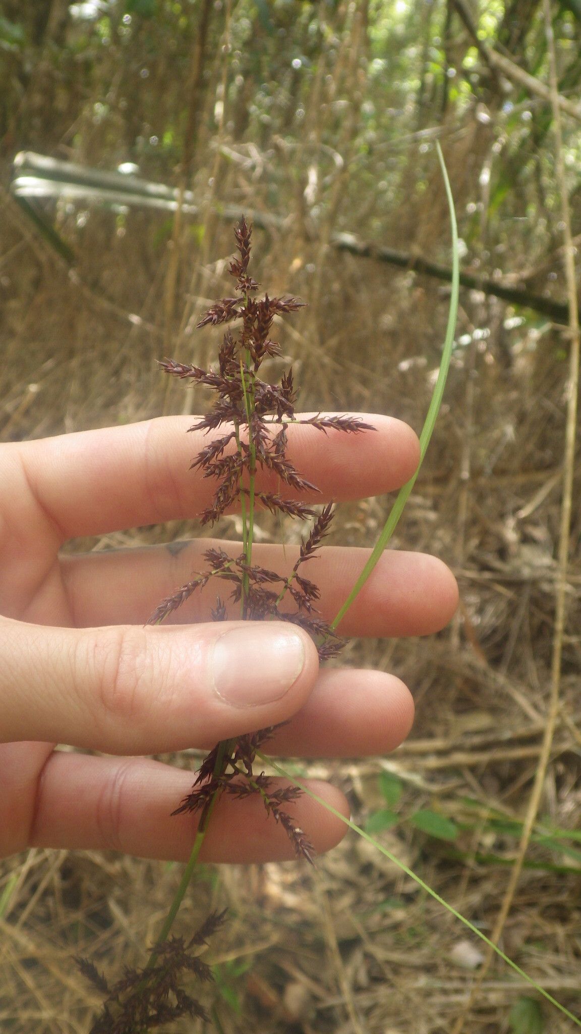 Carex haematosaccus flower
