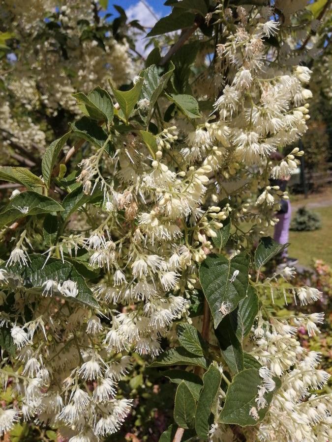 Pterostyrax hispidus flower