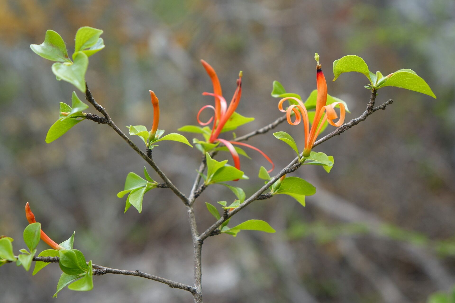 Turraea pervillei — houseplant care guide