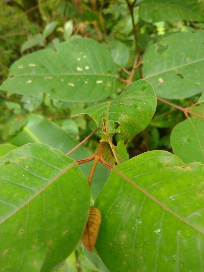 Vismia baccifera leaf