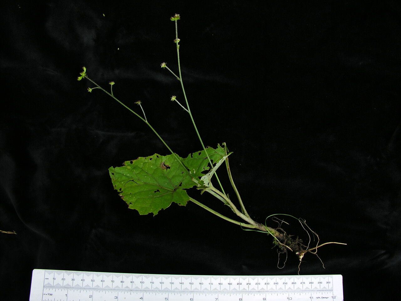 Adenocaulon nepalense other