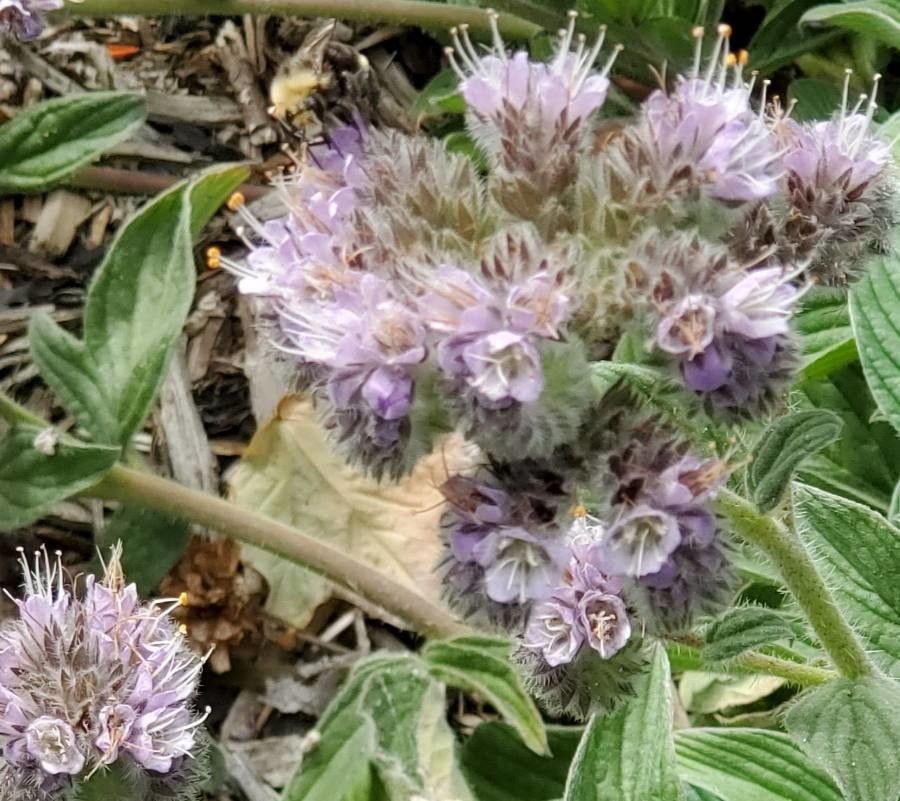 Phacelia californica flower