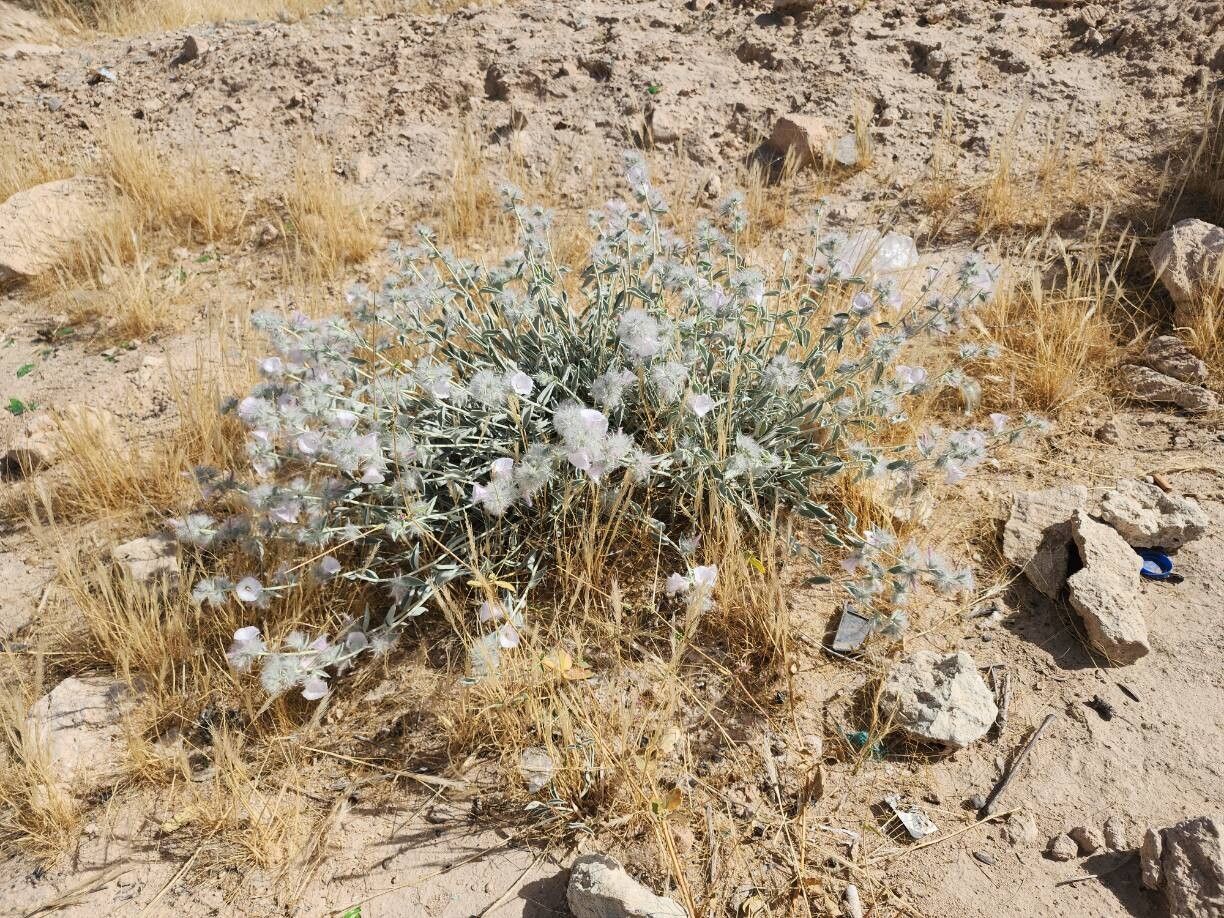 Convolvulus cephalophorus habit