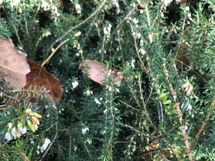 Erica erigena leaf