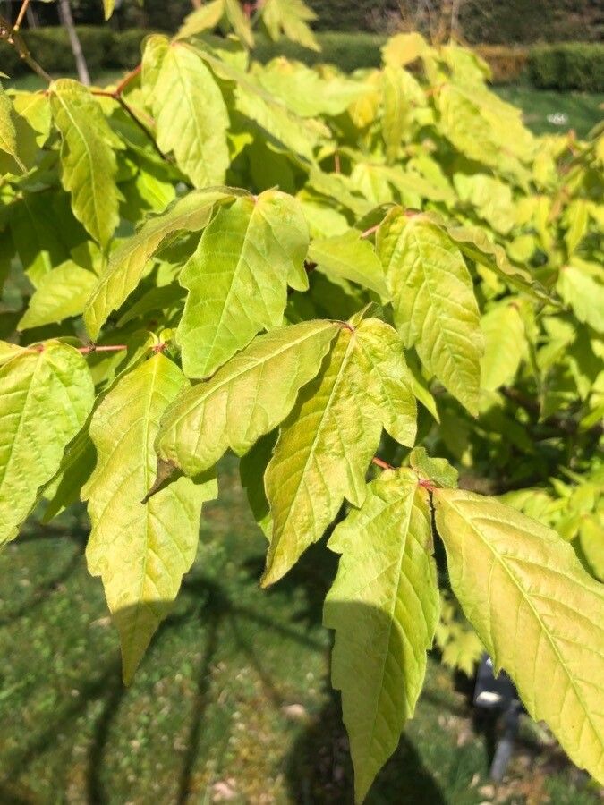 Acer triflorum — search result for 'Acer'