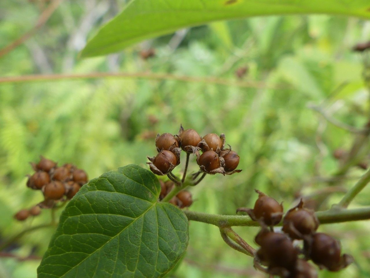 Jacquemontia paniculata fruit