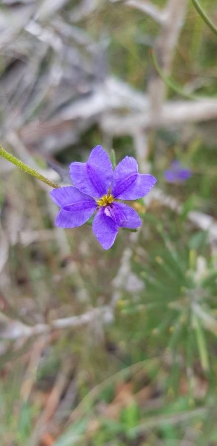 Dampiera lindleyi flower