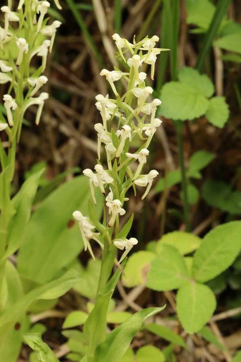 Platanthera japonica — search result for 'Platanthera'