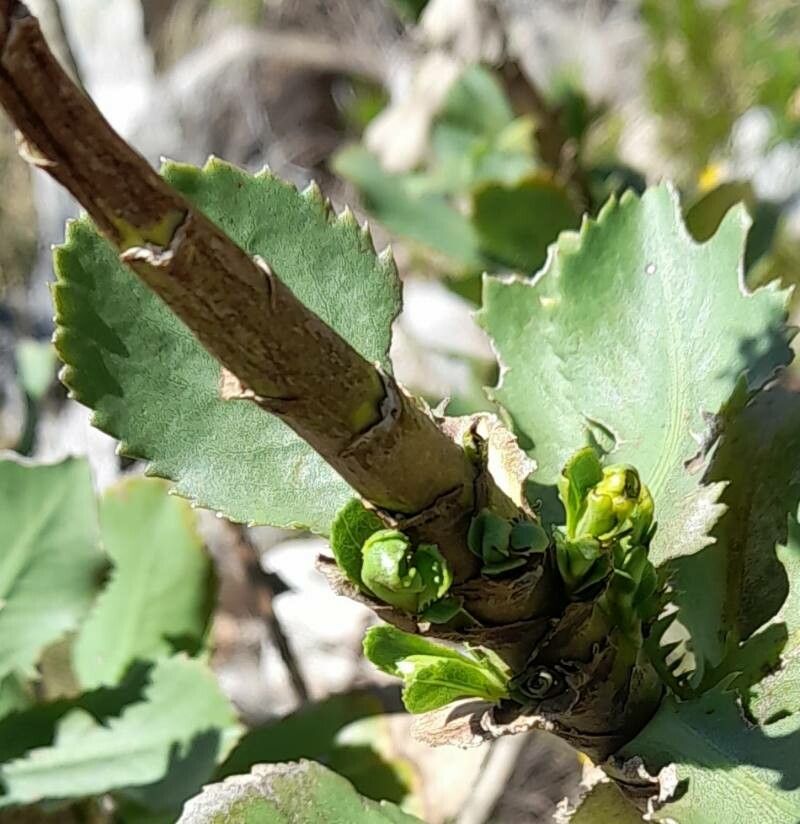 Grindelia buphthalmoides bark