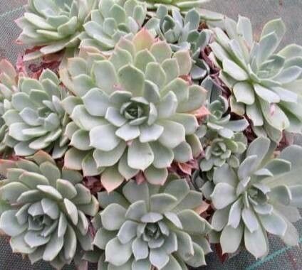 Echeveria tolucensis habit