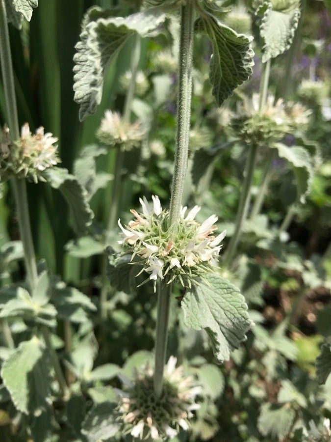Marrubium incanum flower