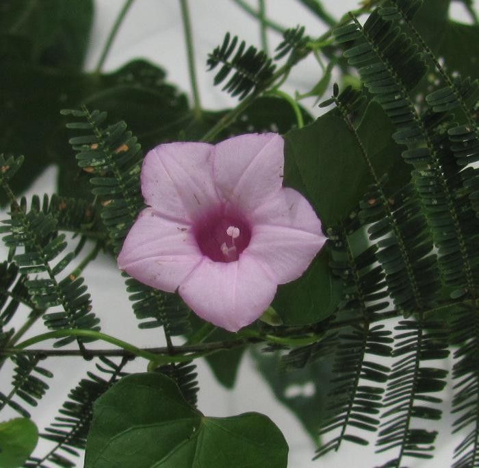Ipomoea ramosissima flower
