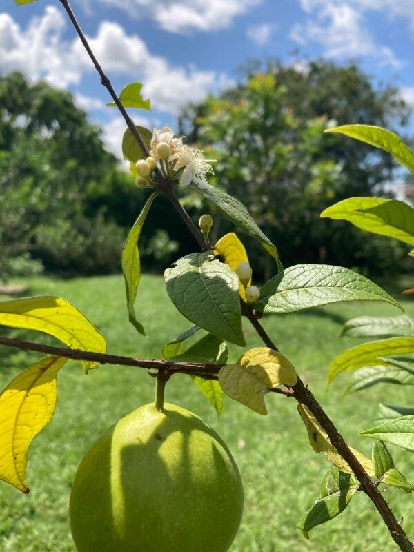 Eugenia stipitata flower