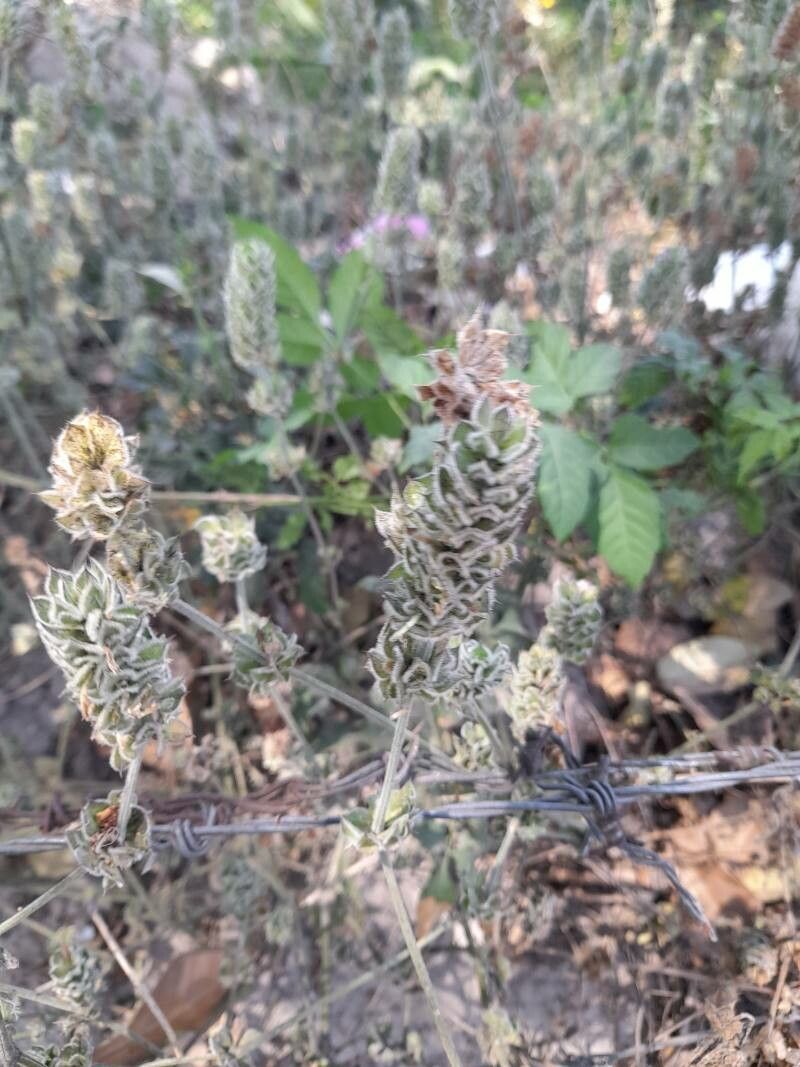 Dicliptera unguiculata — houseplant care guide