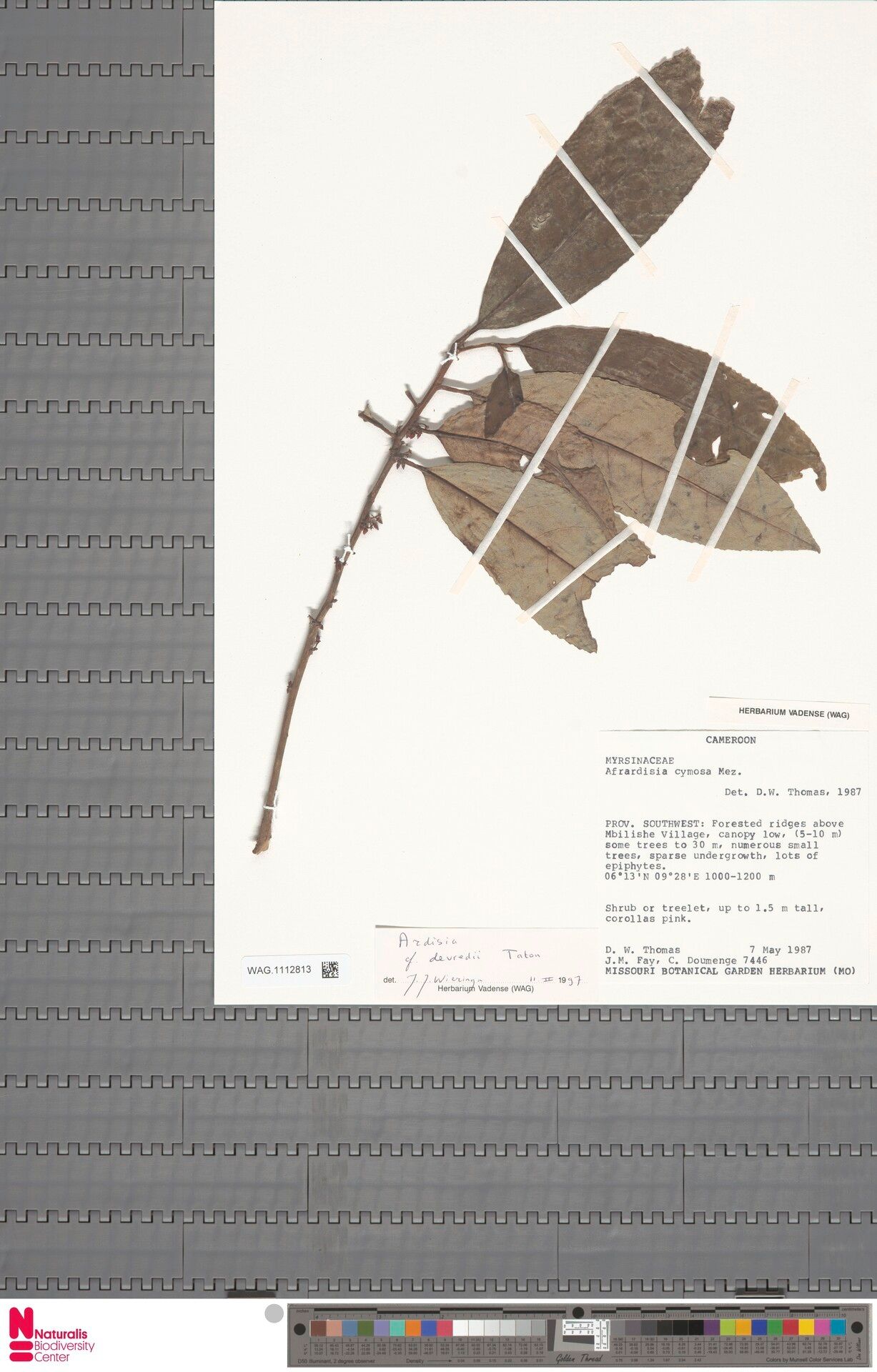 Ardisia devredii — houseplant care guide