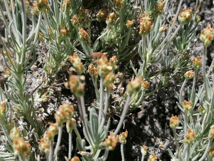 Plantago webbii flower