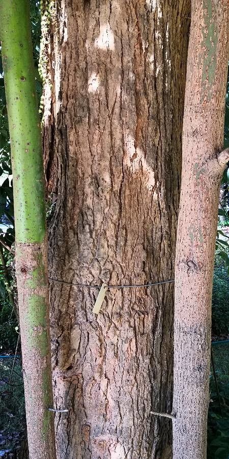 Cinnamomum porrectum bark