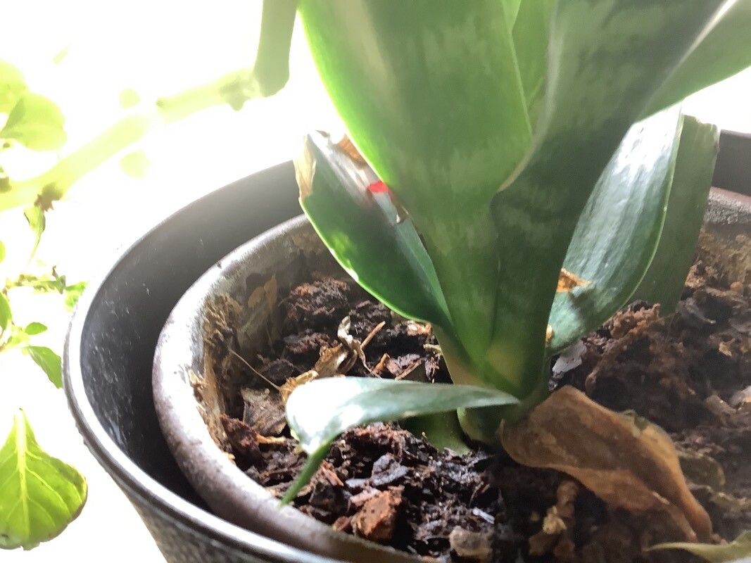 Dracaena masoniana bark