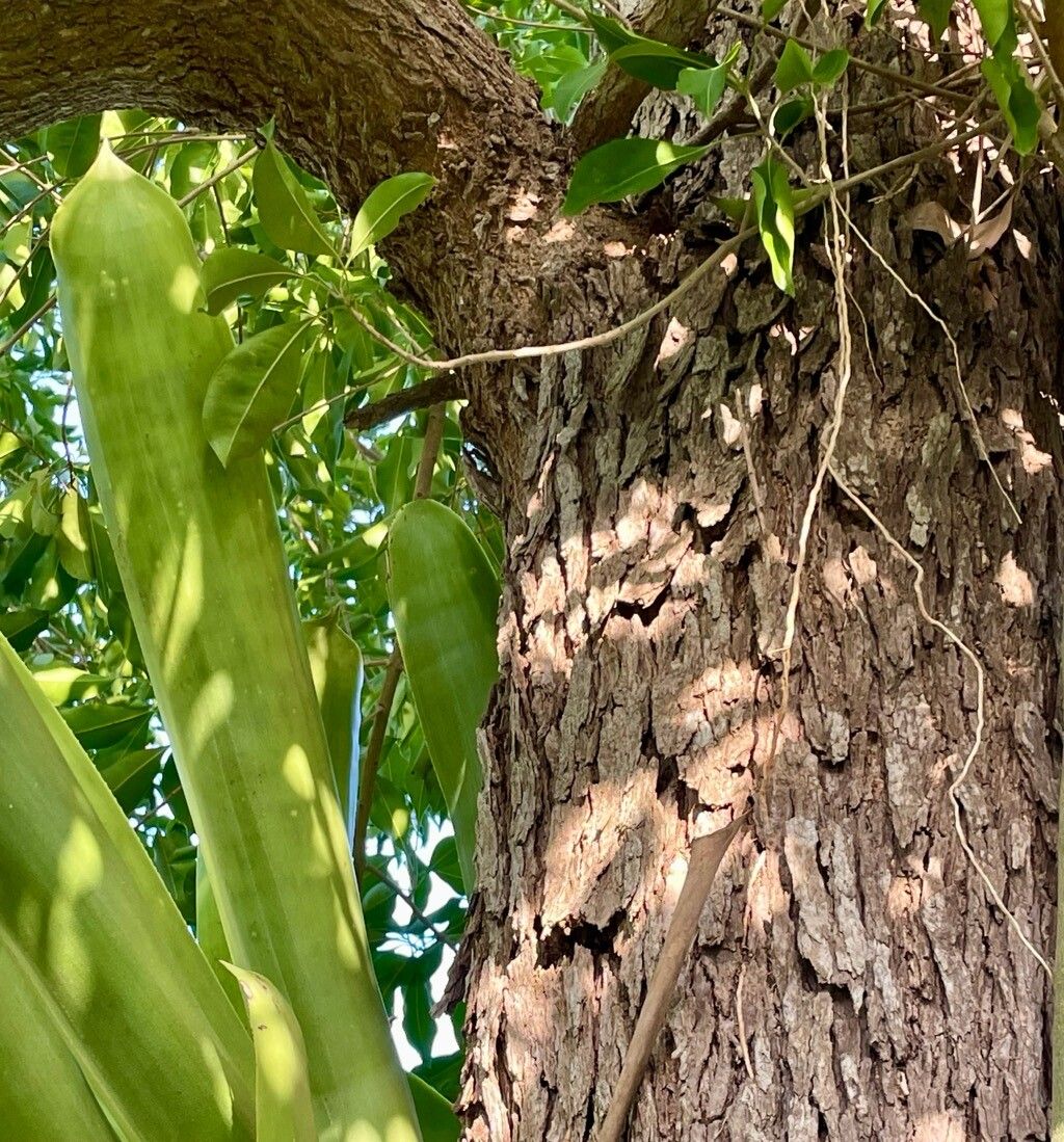 Chionanthus caymanensis bark