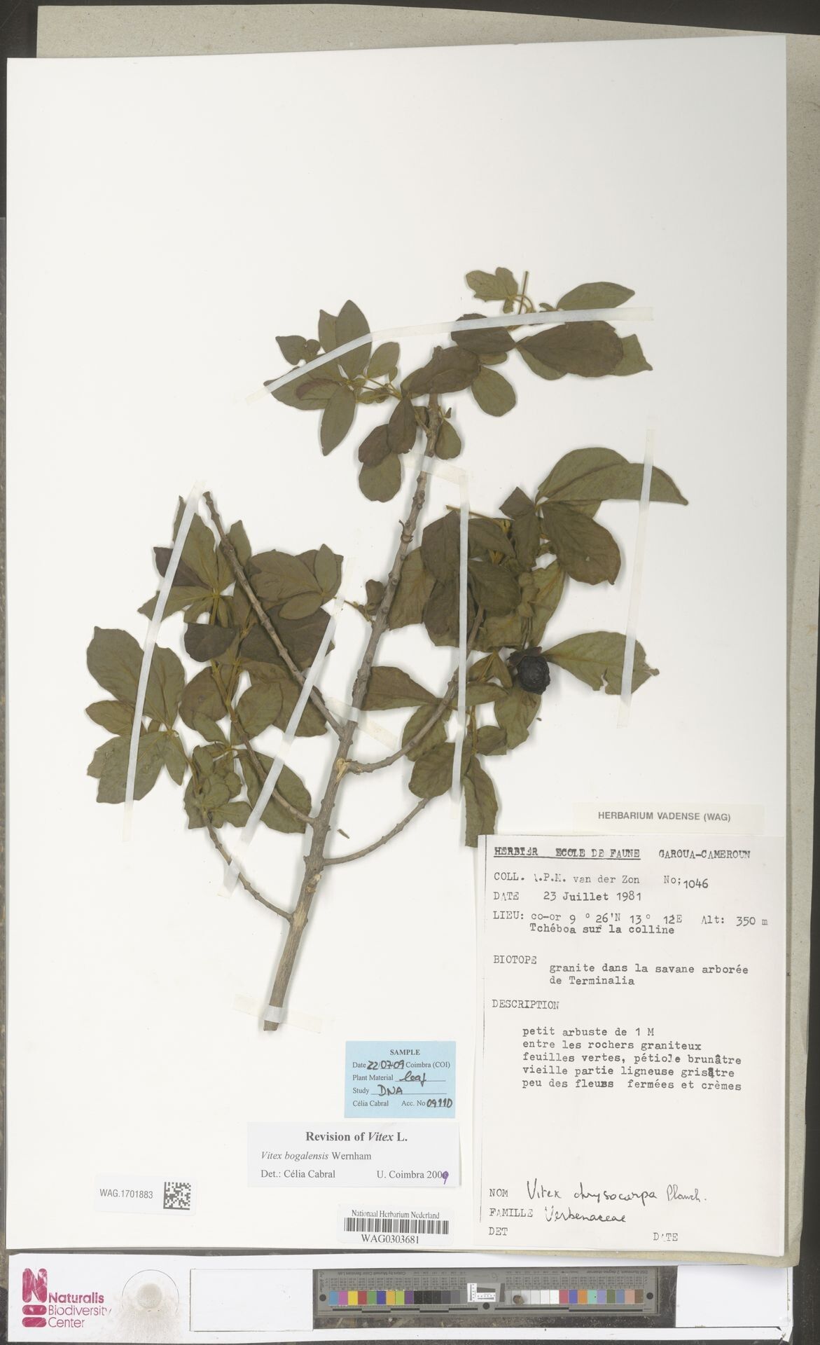 Vitex bogalensis — houseplant care guide