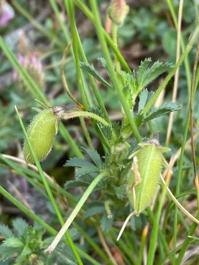 Ononis cristata fruit