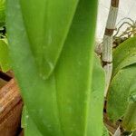 Dendrobium victoriae-reginae