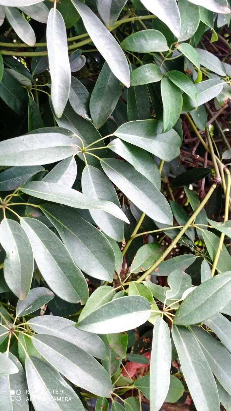 Clematis uncinata — search result for 'Clematis'