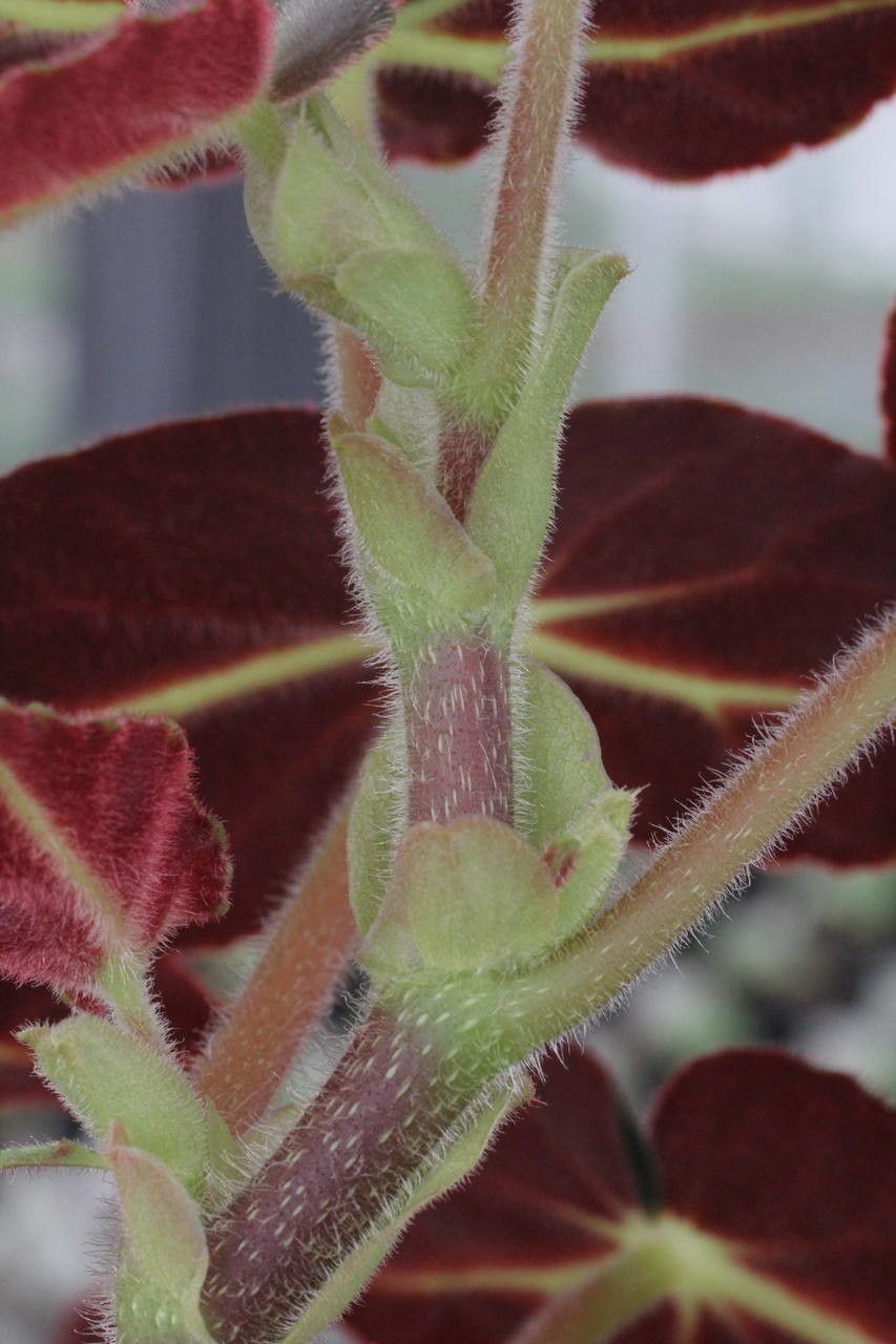 Begonia listada bark